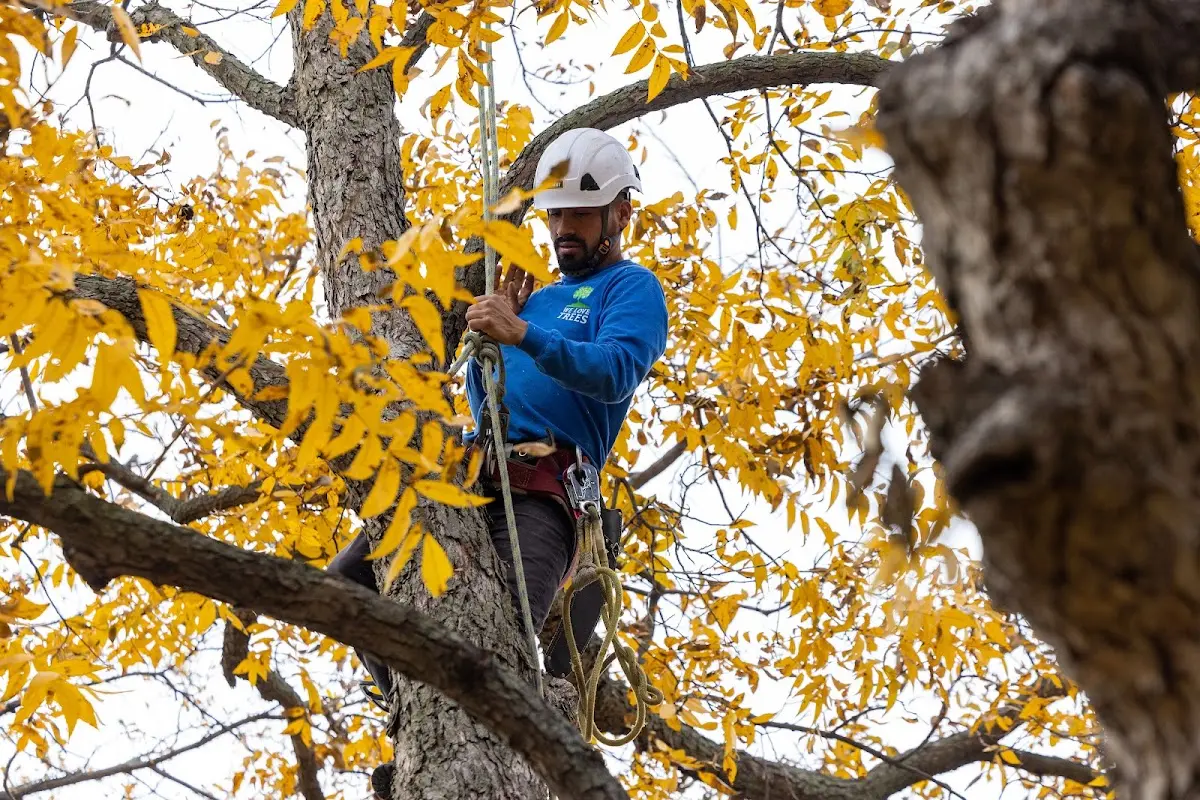 Skilled Tree Pruning crew working in Jefferson