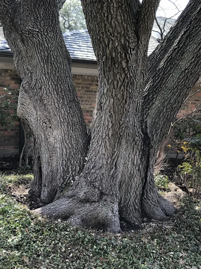 Mature heritage tree close to a Jefferson property cared for by certified arborists